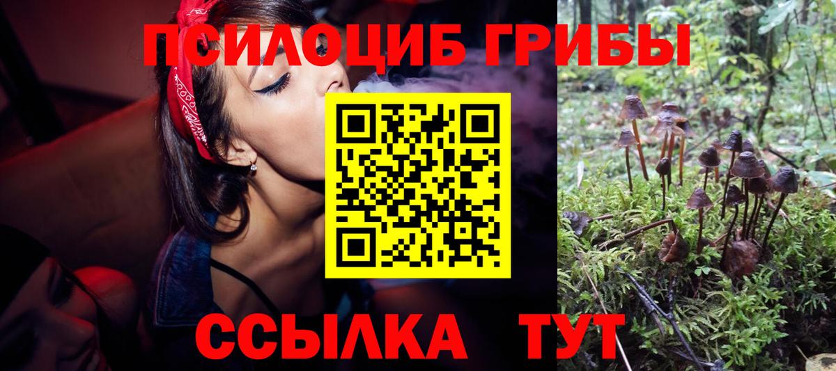 Псилоцибиновые грибы Psilocybe  где продают   Россия  Вход с VPN 